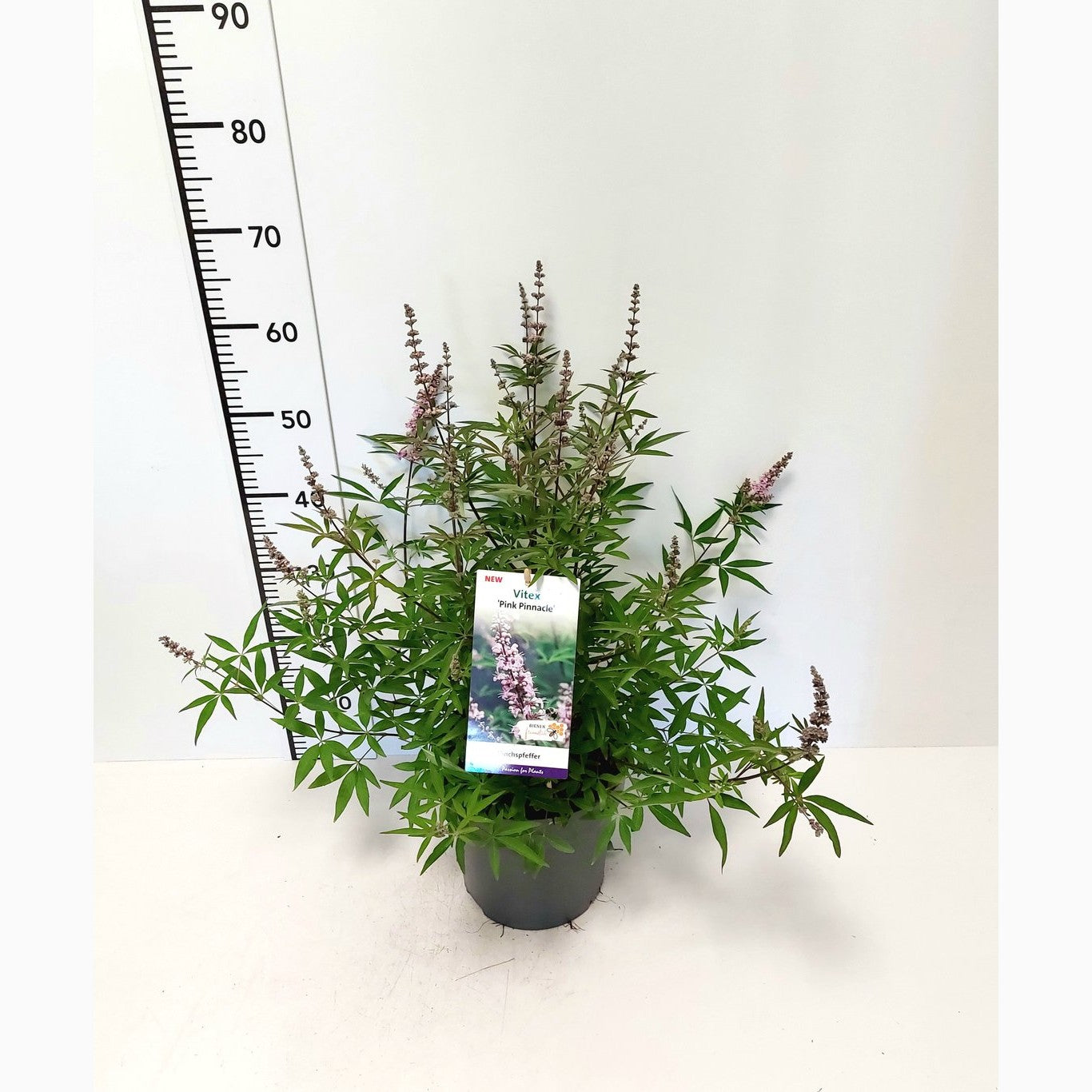 Munkpeppar – Vitex agnus-castus 'Pink Pinnacle'® - C5